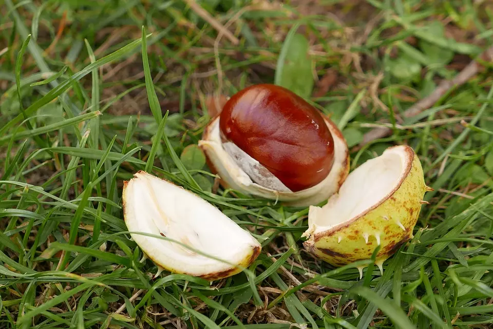 gesztenye