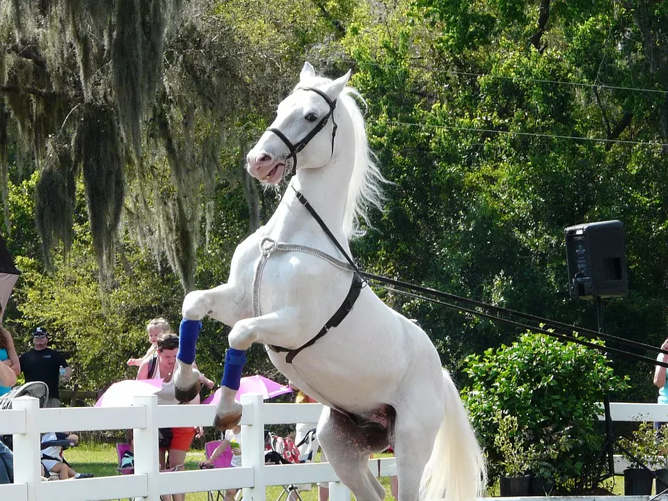 horse-652957_960_720