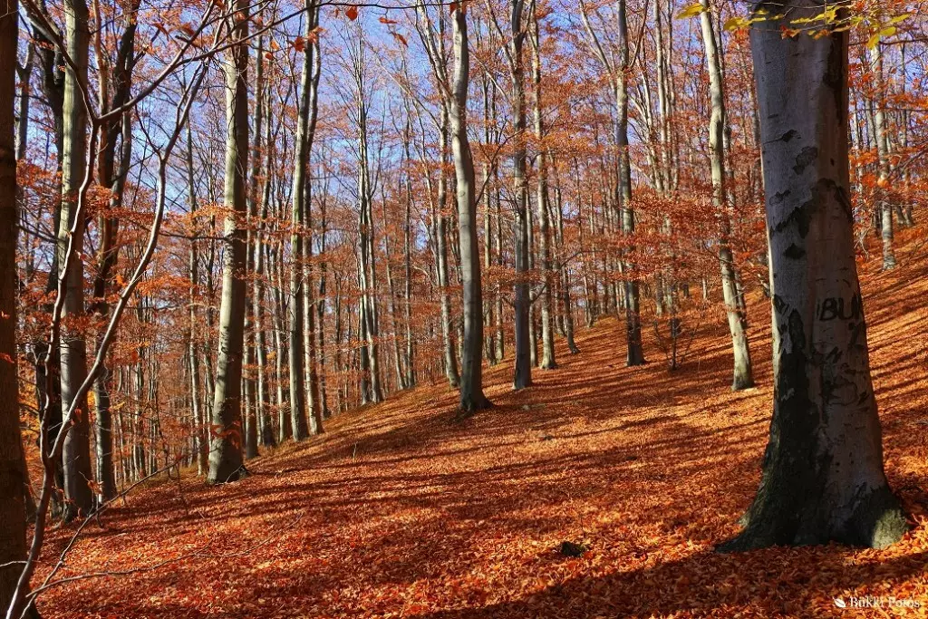 Bükki erdő (f: Bükki fotós - Varga Csaba)