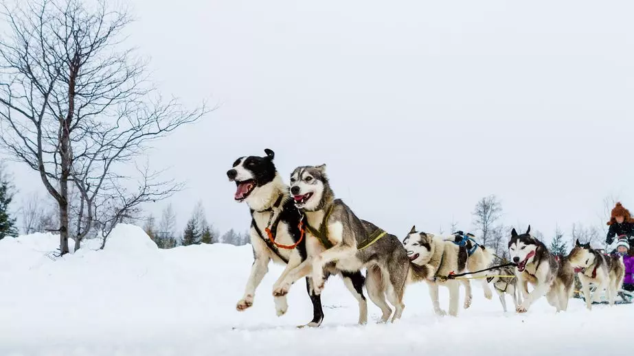 sled dog team