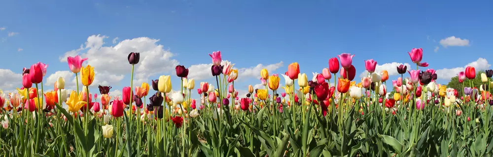 Indul a tulipánszüret - 10 magyar tulipánmező