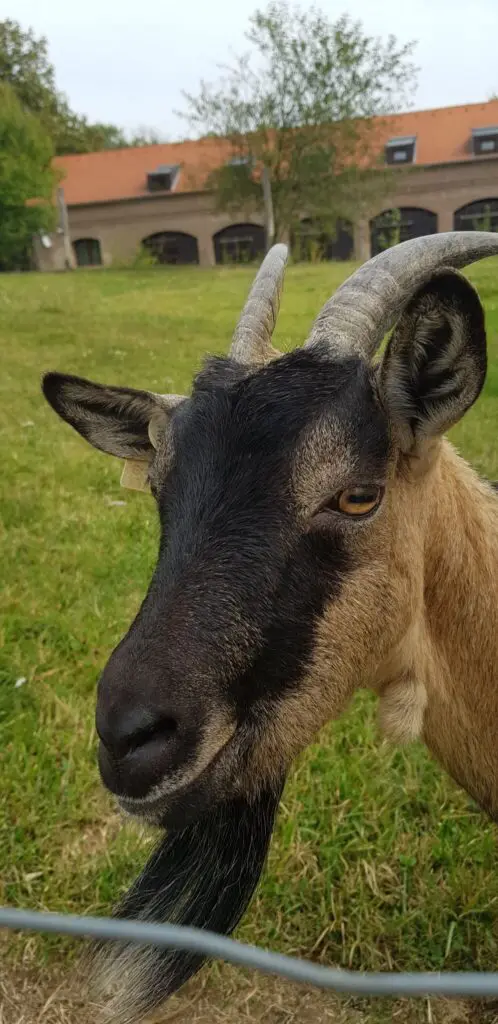 Bőszénfai szarvasfarm - az ország egyik legkülönlegesebb vadasparkja