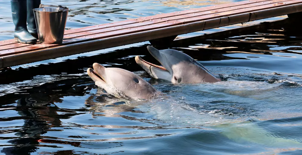delfinek