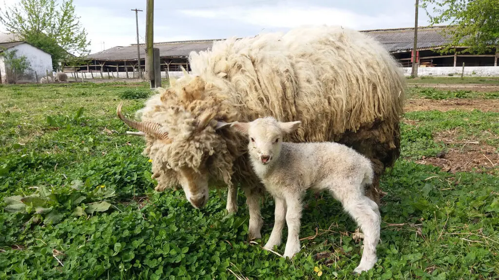 Bőszénfai szarvasfarm - az ország egyik legkülönlegesebb vadasparkja