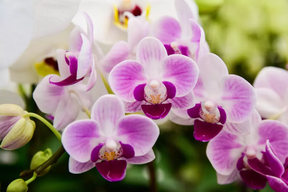 2 millió orchidea