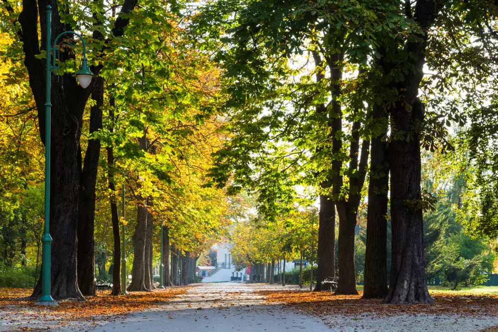 Kaposvári lett az Év Fája 2019 győztese