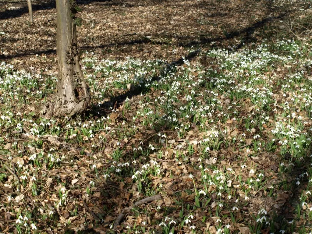Ne maradj le az Alcsúti Arborétum Hóvirágünnepéről!