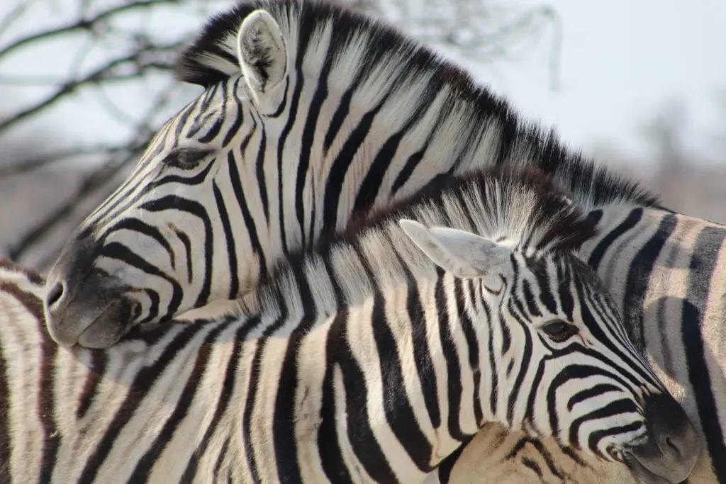 Május 20-án nyit az első szafari park Magyarországon