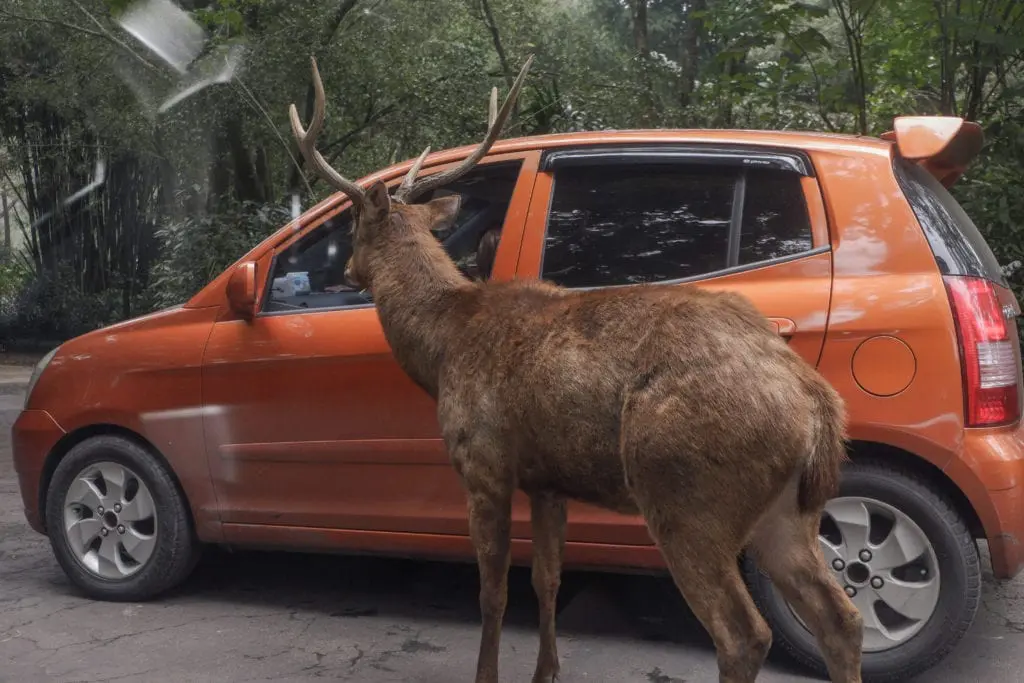 Magyar Nemzeti Cirkusz Safari park jegyárak 2020