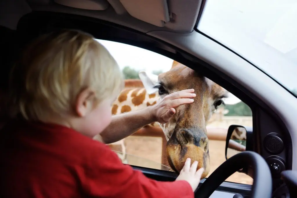 Magyar Nemzeti Cirkusz Safari park jegyárak 2020