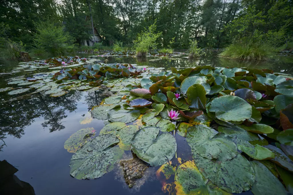 Tatai Fényes Tanösvény – különleges cölöpséta a láperdőben