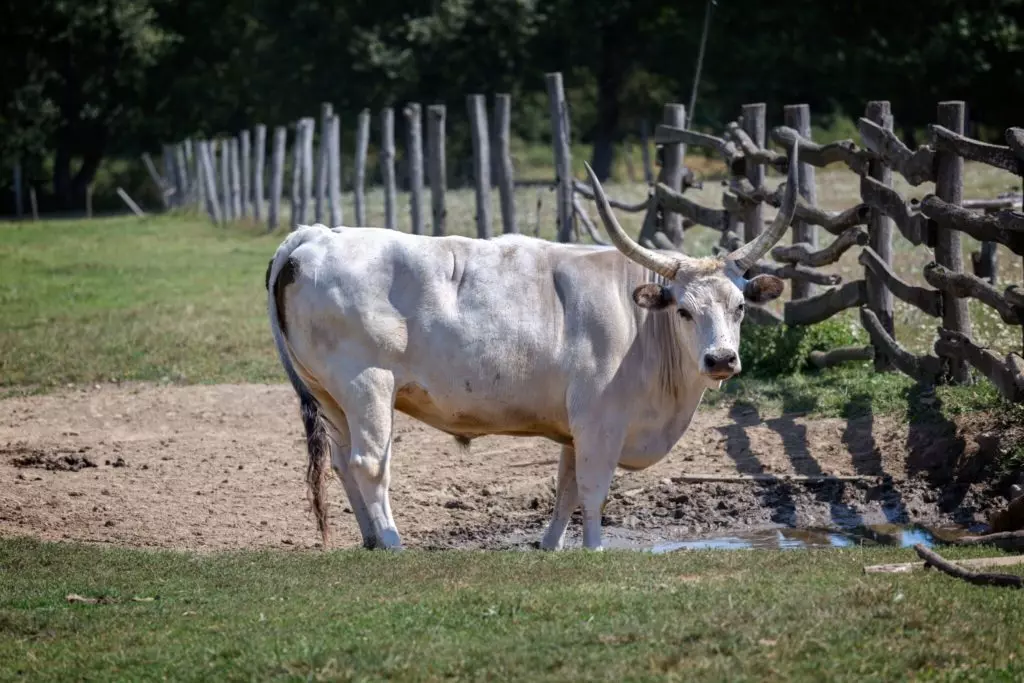 családi programok a Balatonnál