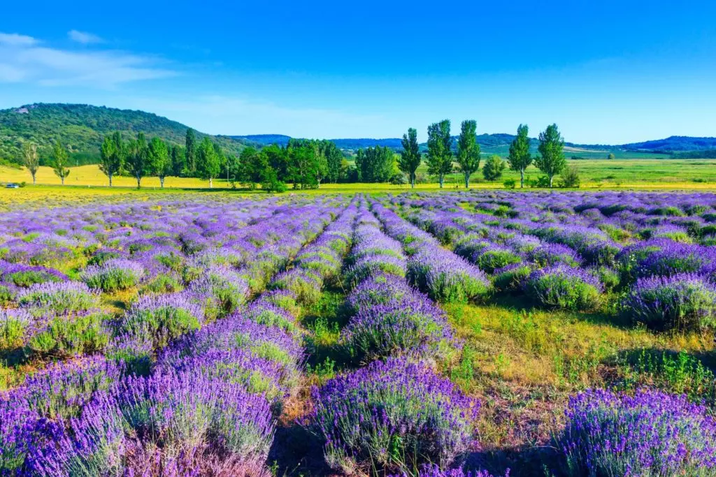 Wellness ízek, illatok - Utazás az érzékek útján