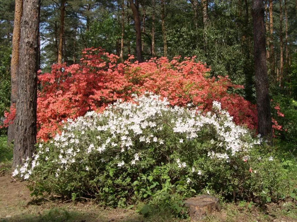 Nagy hazai botanikus kert és arborétum gyűjtemény - TÉRKÉPPEL
