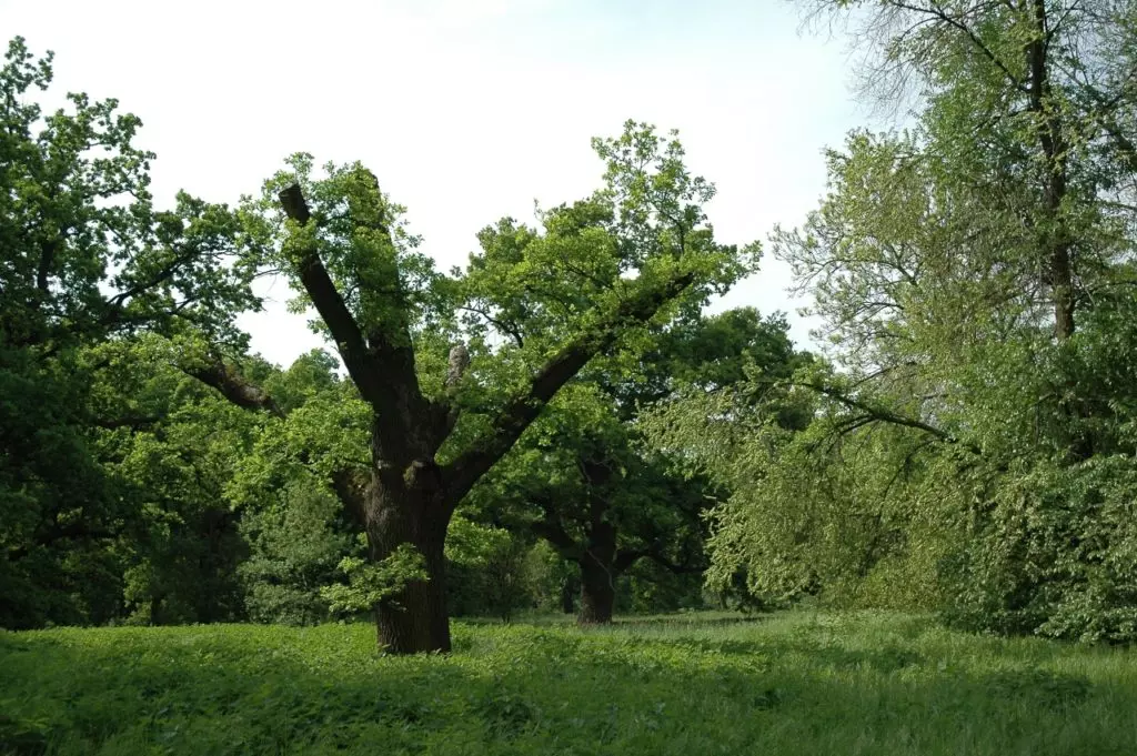 Nagy hazai botanikus kert és arborétum gyűjtemény - TÉRKÉPPEL