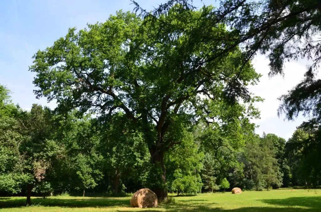 Nagy hazai botanikus kert és arborétum gyűjtemény - TÉRKÉPPEL