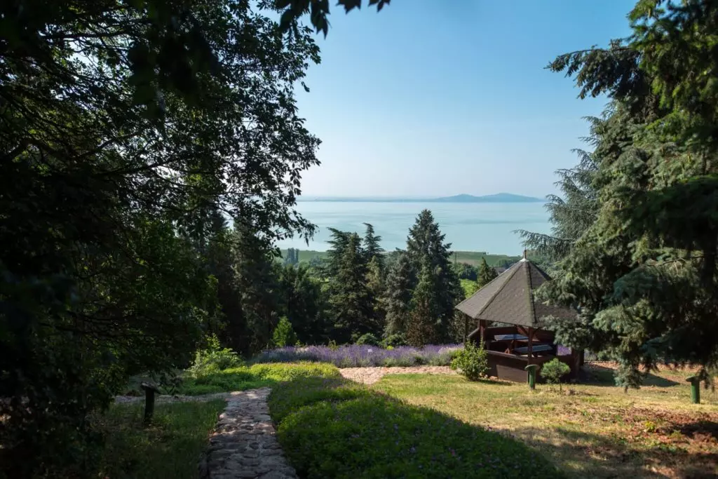Százéves cédrusok Badacsonyban – Séta a Folly Arborétum és Borászatban