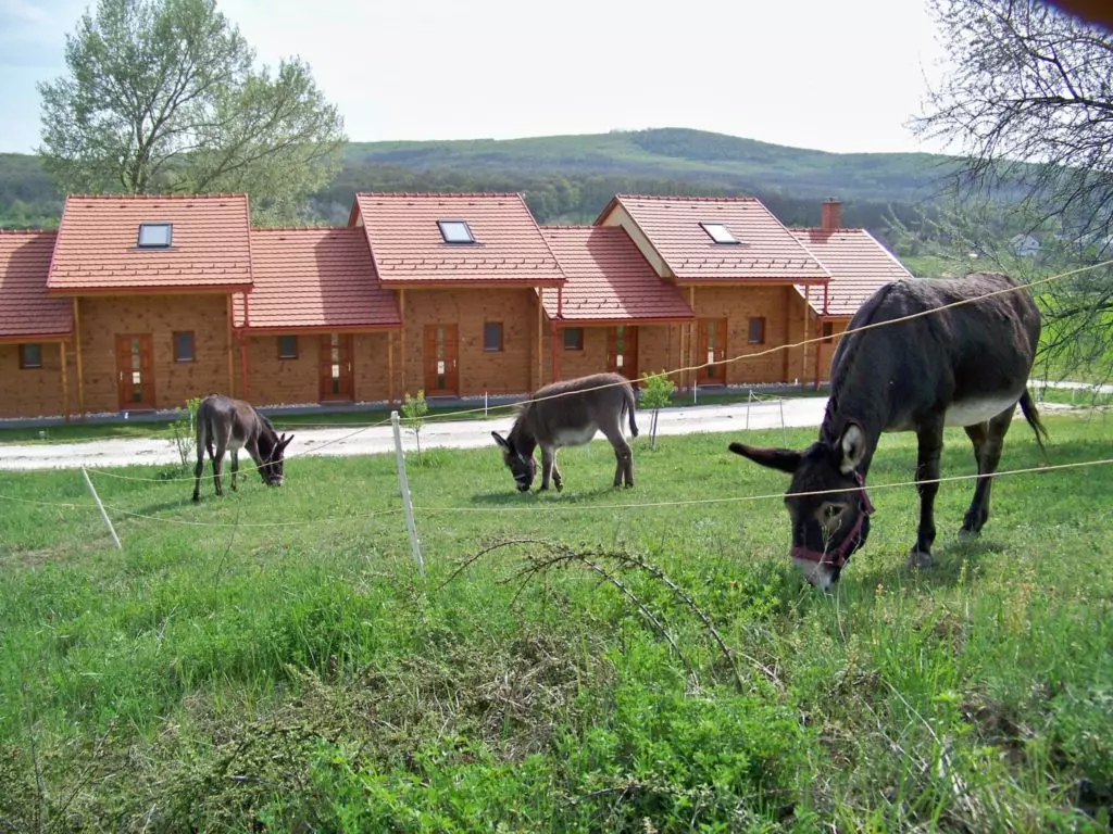 Állatbarát szálláshelyek, ahol még extra állatsimogató is vár