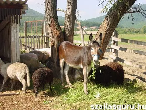 Állatbarát szálláshelyek, ahol még extra állatsimogató is vár