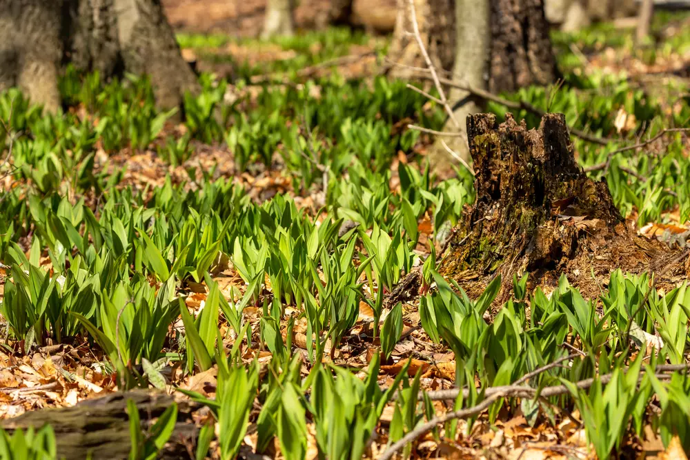 Virágos tavaszi élmények – Tulipán, rododendron, és vérszilvavirágzás