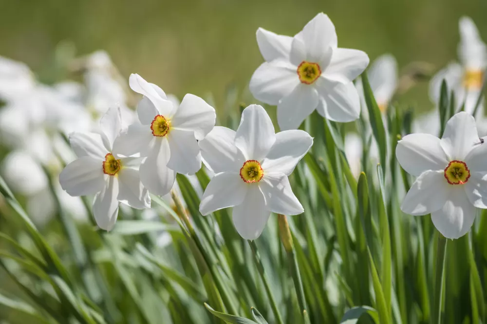 Virágos tavaszi élmények – Tulipán, rododendron, és vérszilvavirágzás