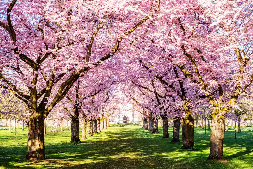 Virágos tavaszi élmények – Tulipán, rododendron, és vérszilvavirágzás