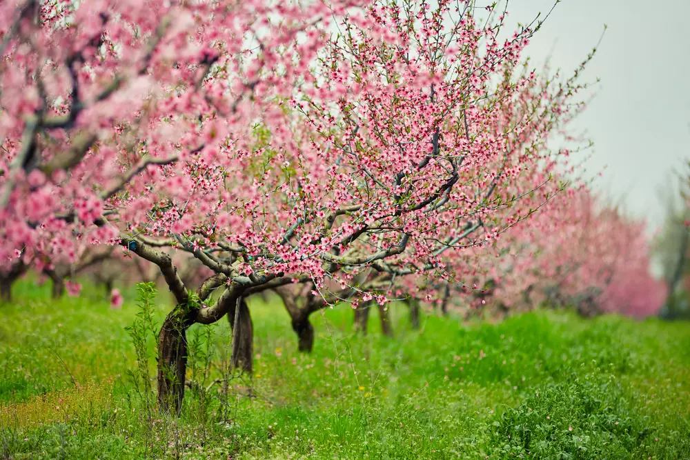 Virágos tavaszi élmények – Tulipán, rododendron, és vérszilvavirágzás
