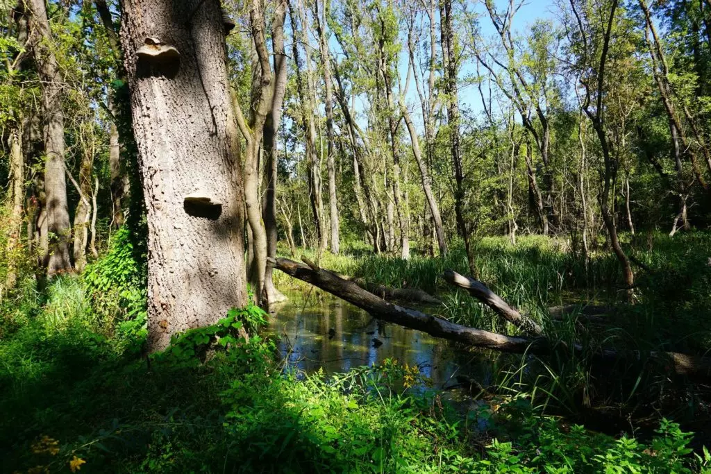 Tanösvények és arborétumok Budapesten és környékén