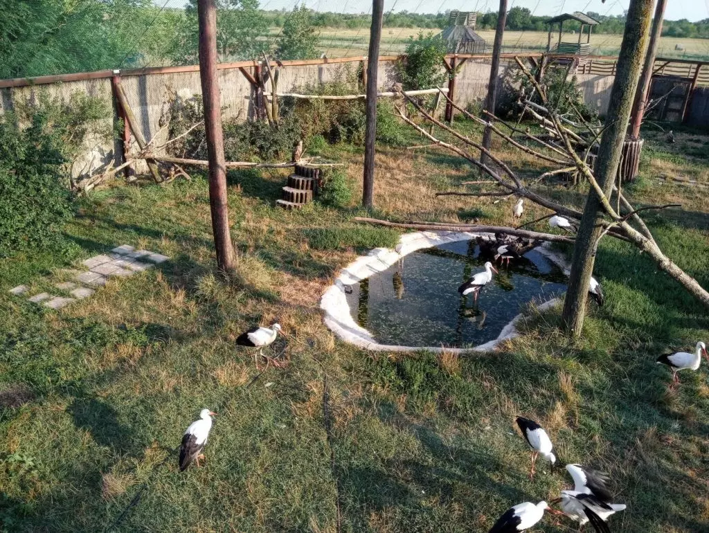 Top 7+1 madárpark Magyarországon – a legszebb díszmadaraktól a hazai szárnyasokig