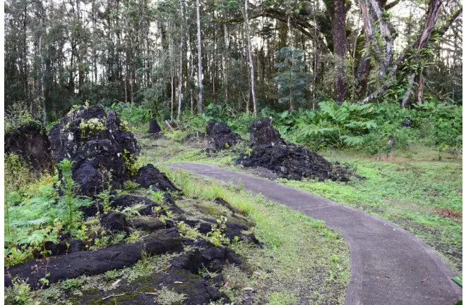 Élménydús természet, avagy ez az igazság az orgazmust kiváltó hawaii gombáról