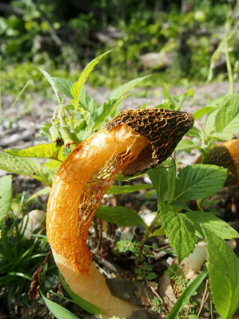 Élménydús természet, avagy ez az igazság az orgazmust kiváltó hawaii gombáról