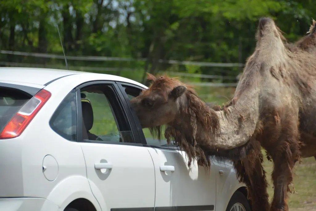 Költözik a szadai Safari Park! - Itt keresd áprilistól az állatokat!