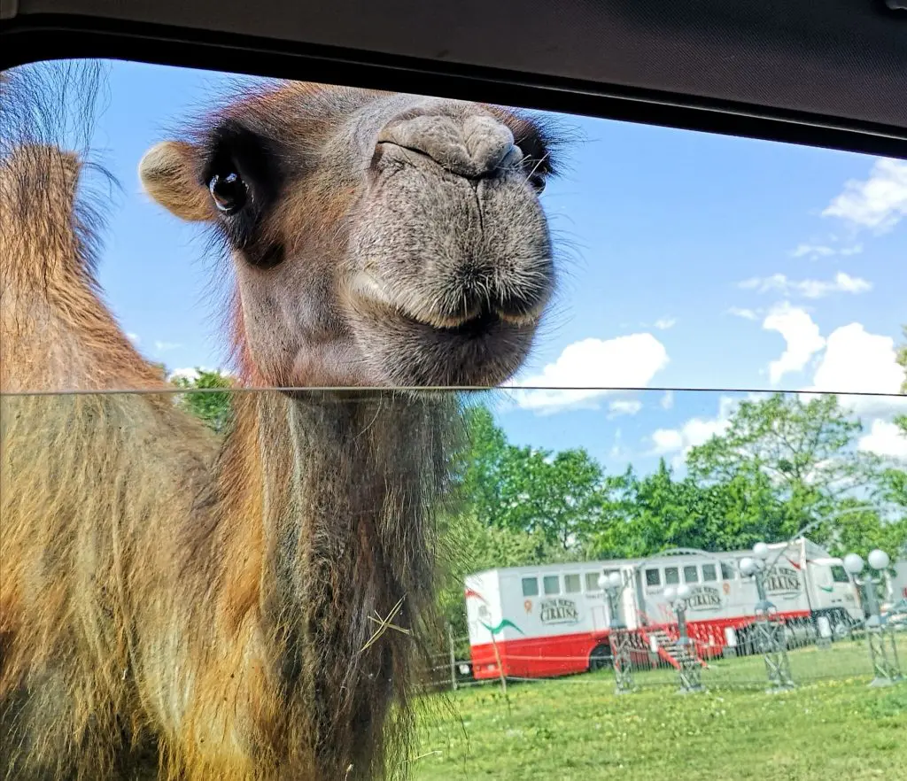 Költözik a szadai Safari Park! - Itt keresd áprilistól az állatokat!