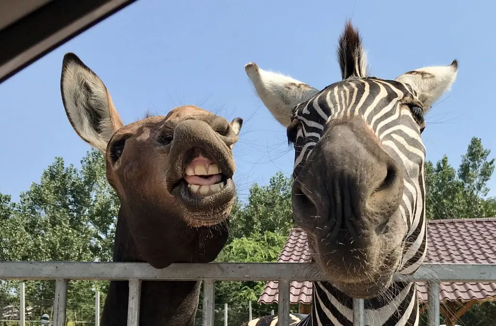 Költözik a szadai Safari Park! - Itt keresd áprilistól az állatokat!