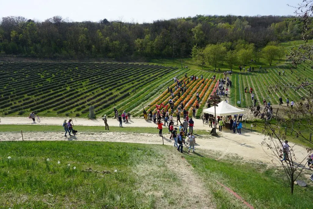 Még több virággal vár a Kőröshegyi tulipánfesztivál 2023-ban