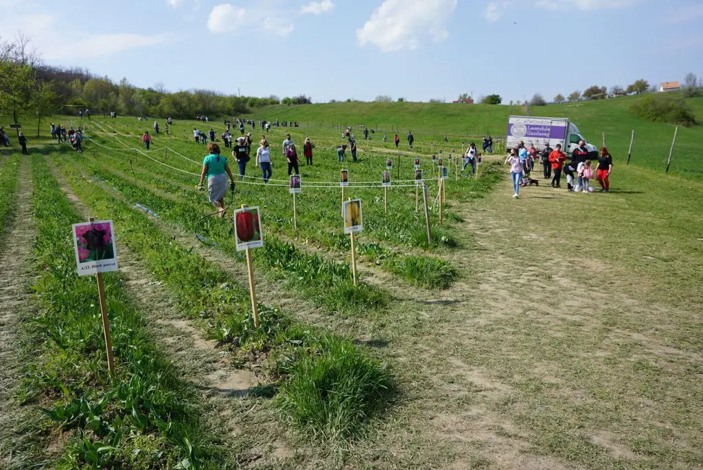Még több virággal vár a Kőröshegyi tulipánfesztivál 2023-ban