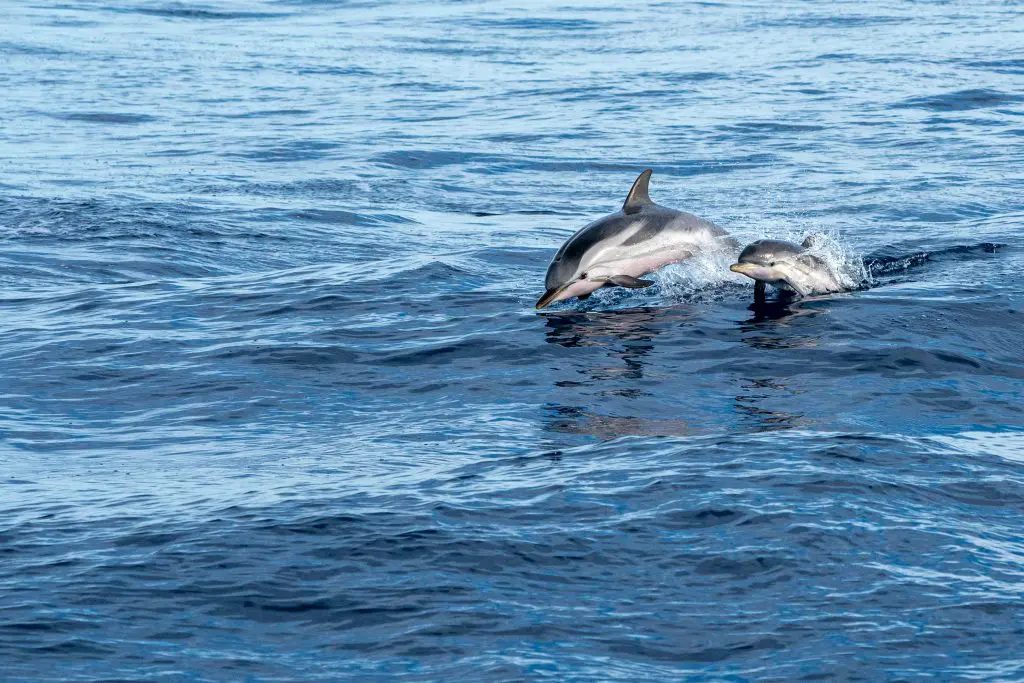 Romis Rovinj – Látnivalók és szállások a legromantikusabb horvát félszigeten