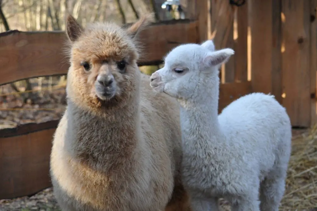 3 szállás, ami egyben állatfarm is - A kicsik és az örök gyerekek legnagyobb örömére