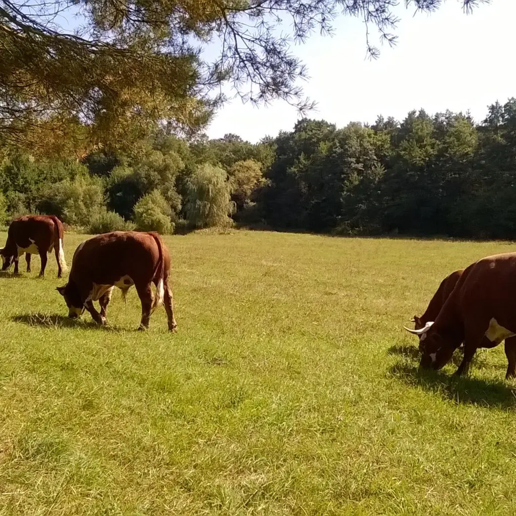 3 szállás, ami egyben állatfarm is - A kicsik és az örök gyerekek legnagyobb örömére