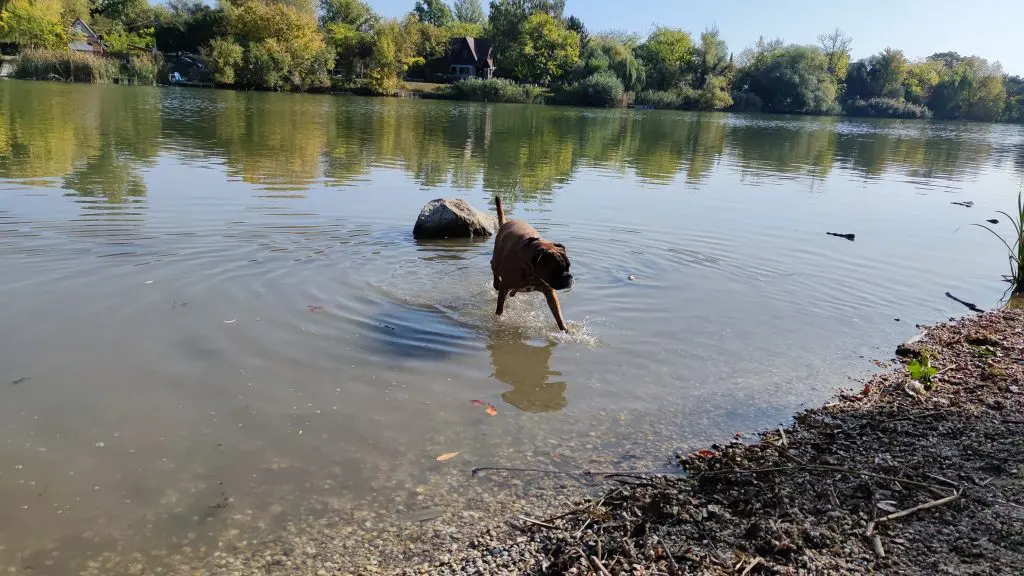 TOP 5 kutyás strand Budapest közelében, ahol kutyusod is kedvére pancsolhat