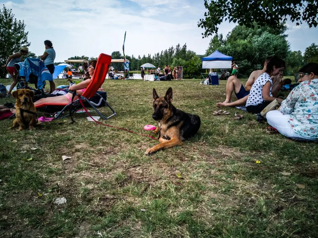 Top 7 kirándulóhely kutyával, ahol még a kánikula is elviselhető