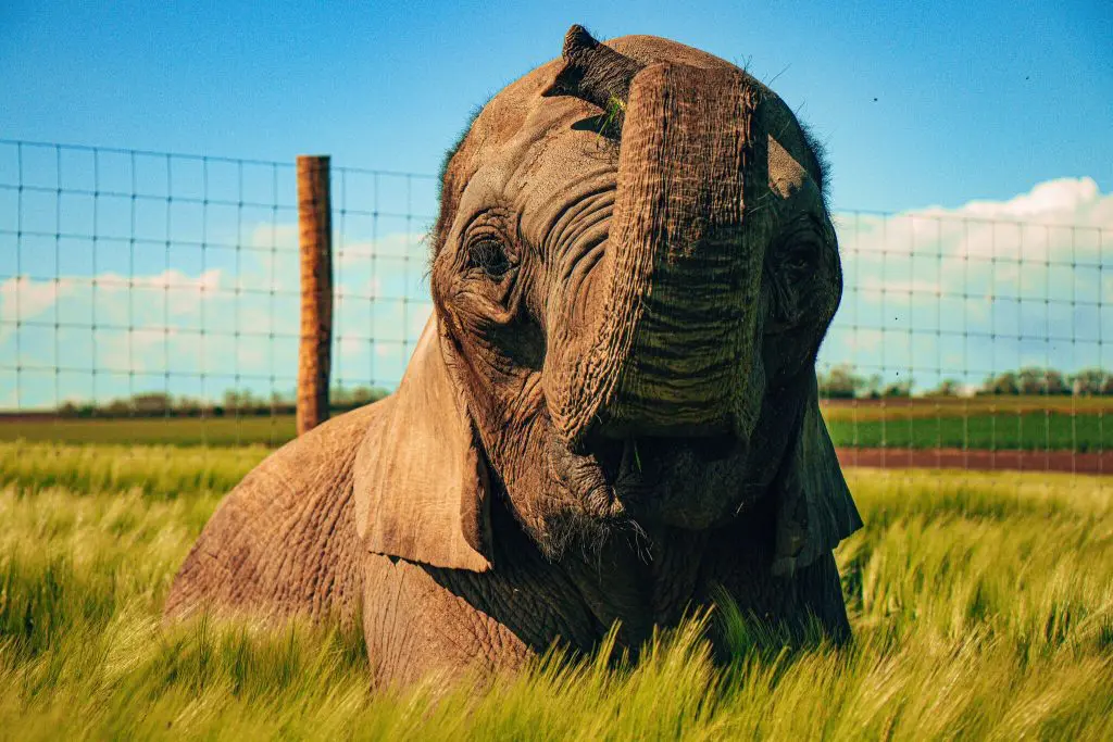 Egzotikus kirándulás Győr mellett: szafari túra a Kimba Elefántparkban