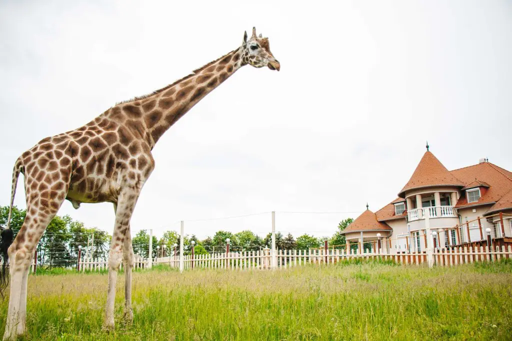 Egzotikus kirándulás Győr mellett: szafari túra a Kimba Elefántparkban
