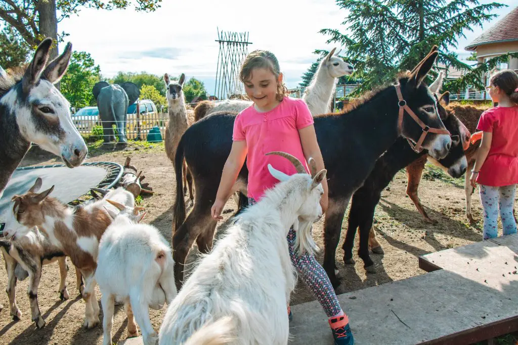 Egzotikus kirándulás Győr mellett: szafari túra a Kimba Elefántparkban