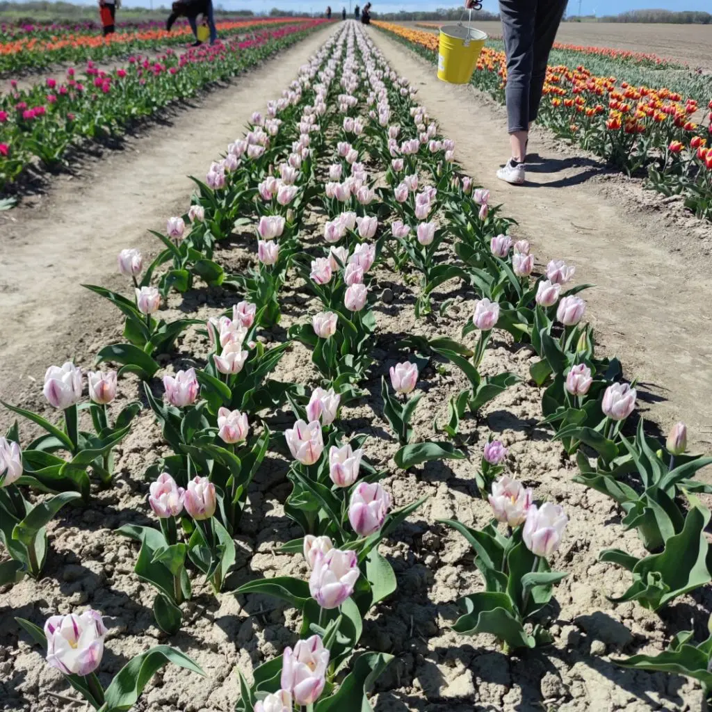 Indul a tulipánszüret - 10 magyar tulipánmező