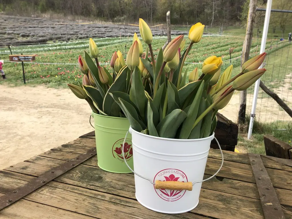 Indul a tulipánszüret - 10 magyar tulipánmező