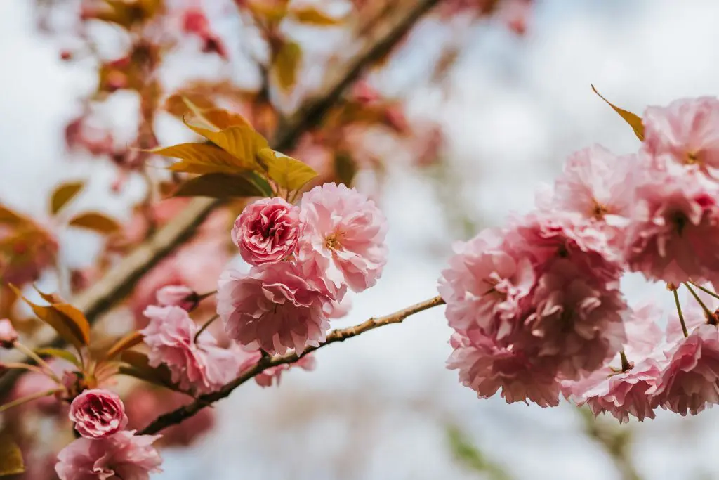 Sakura ünnep Budapesten – Ugorj fejest a rózsaszín virágtengerbe!