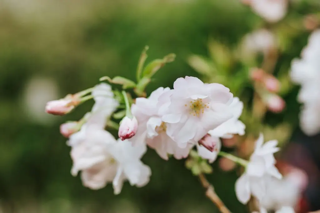 Sakura ünnep Budapesten – Ugorj fejest a rózsaszín virágtengerbe!