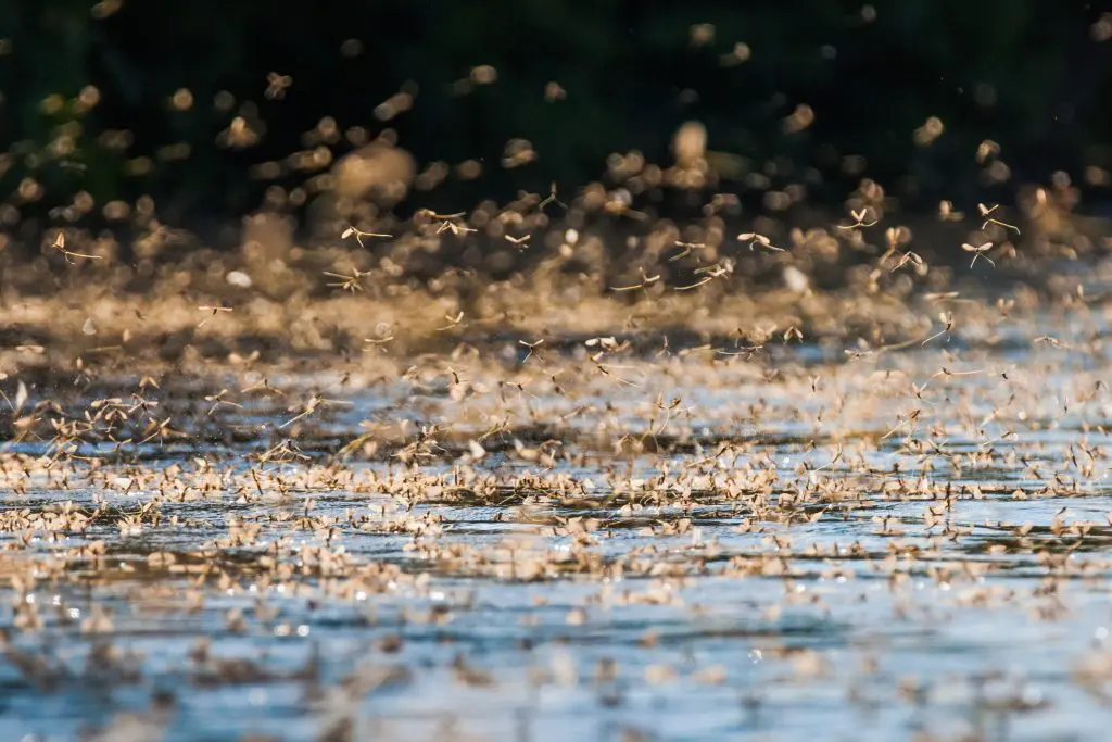 Vízben álló kilátótorony és kenguru-simogatás ‒ a Tisza-tónál szerzett élmények nem lesznek tiszavirág életűek!
