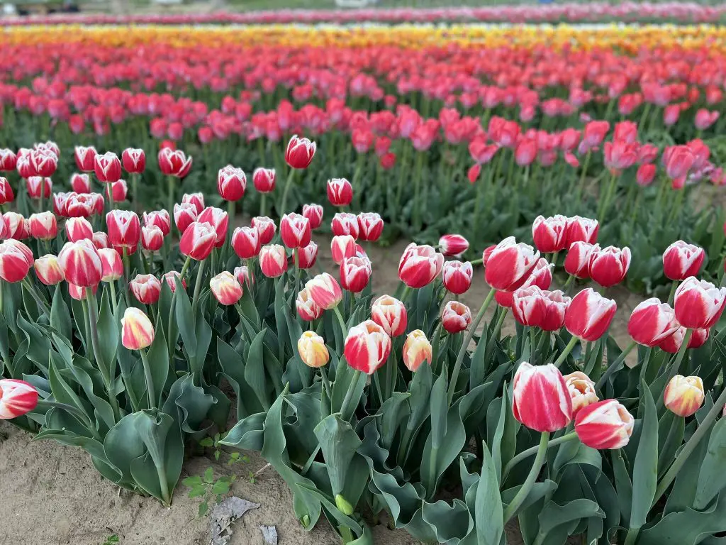 Ugorj fejest a tavaszba - hamarosan indul a tulipánszüret az országban